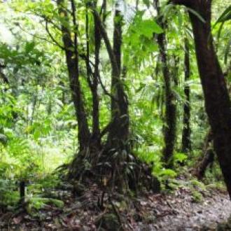 ତୁରେକେଲା